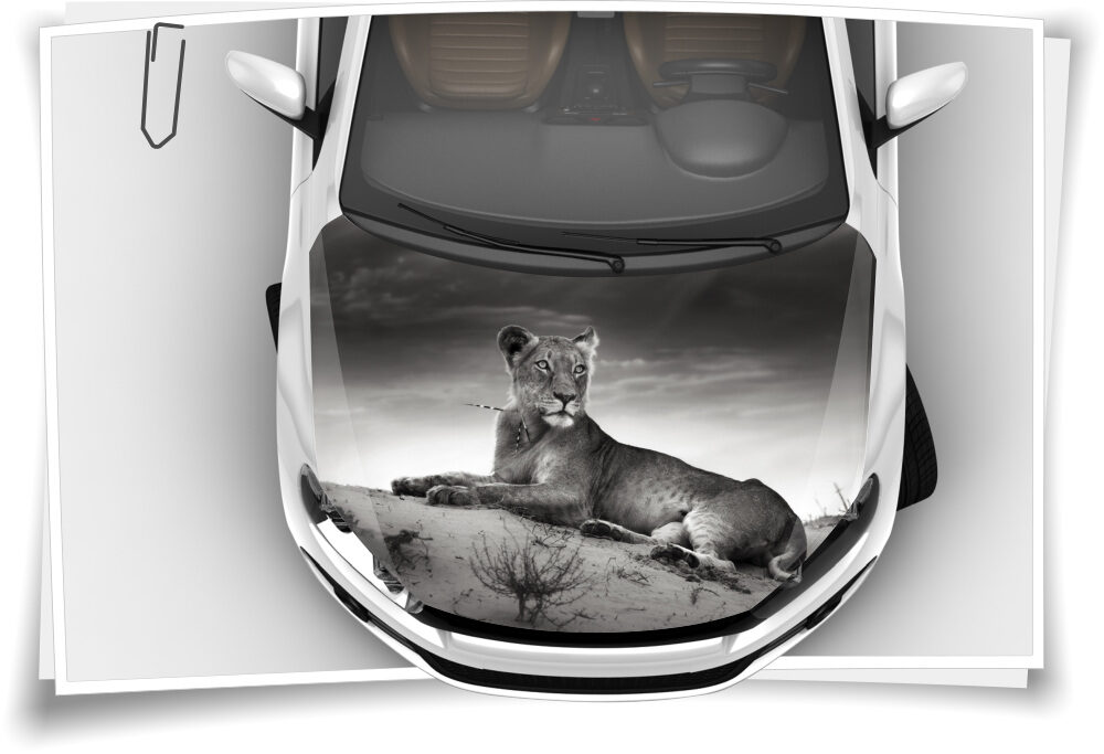 Löwe Löwin Afrika Panther Motorhaube Auto-Aufkleber  Steinschlag-Schutz-Folie Airbrush Tuning – Medianlux-Shop