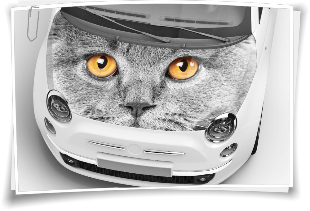 Auto-Aufkleber Seitenstreifen Katze Augen Panther Schwarz Airbrush