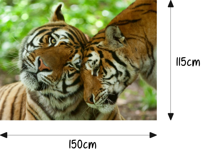 Motorhaube Auto-Aufkleber Tiger Wildnis Zoo Panthera Tiere Liebe